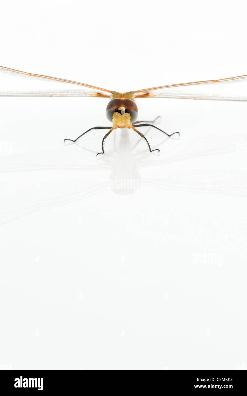 Tramea Basilaris. Red Marsh Trotter Dragonfly on white background Stock Photo