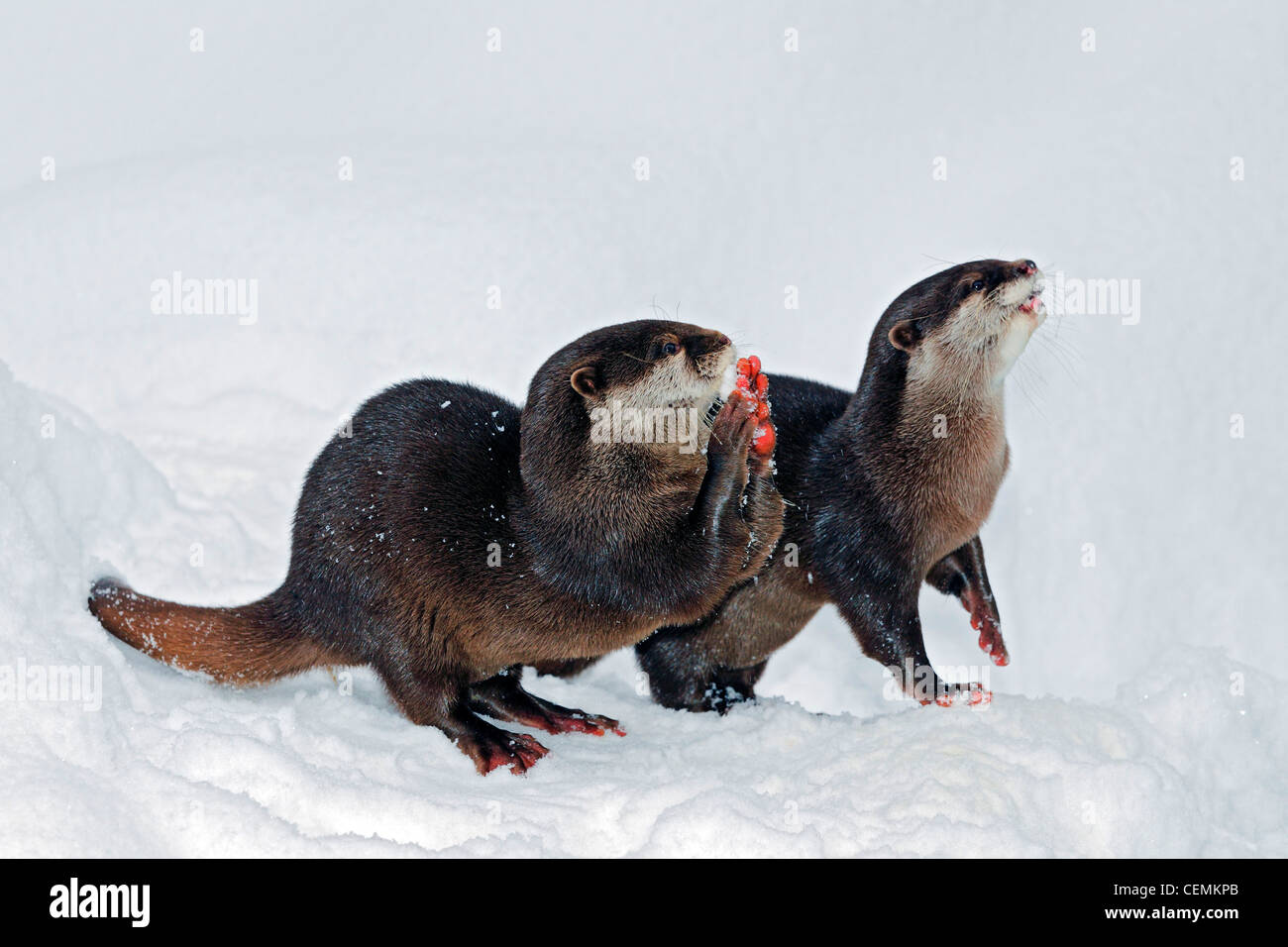 Asian Shortclaw Otter Stock Photo - Alamy