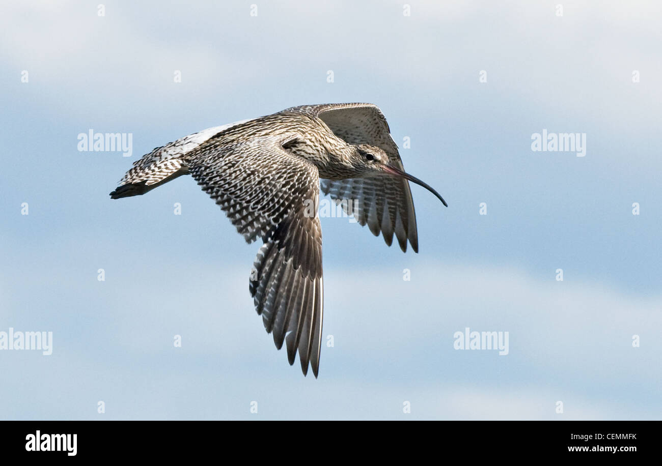 Curlew In Flight curlew in flight on the isle of mull , scotland Stock Photo - Alamy