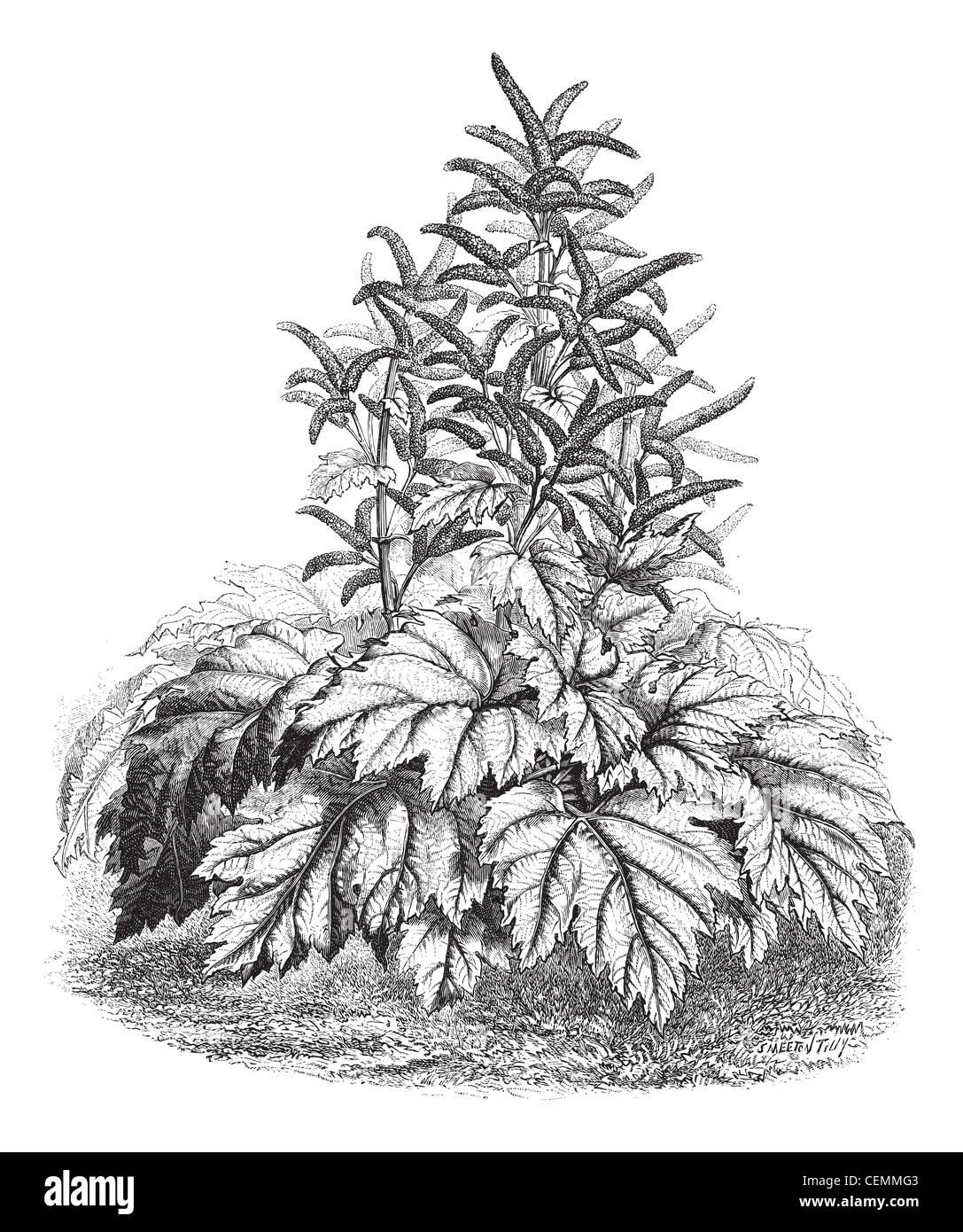 Tibet Rhubarb (Rheum officinale), vintage engraved illustration. Magasin Pittoresque 1874. Stock Photo