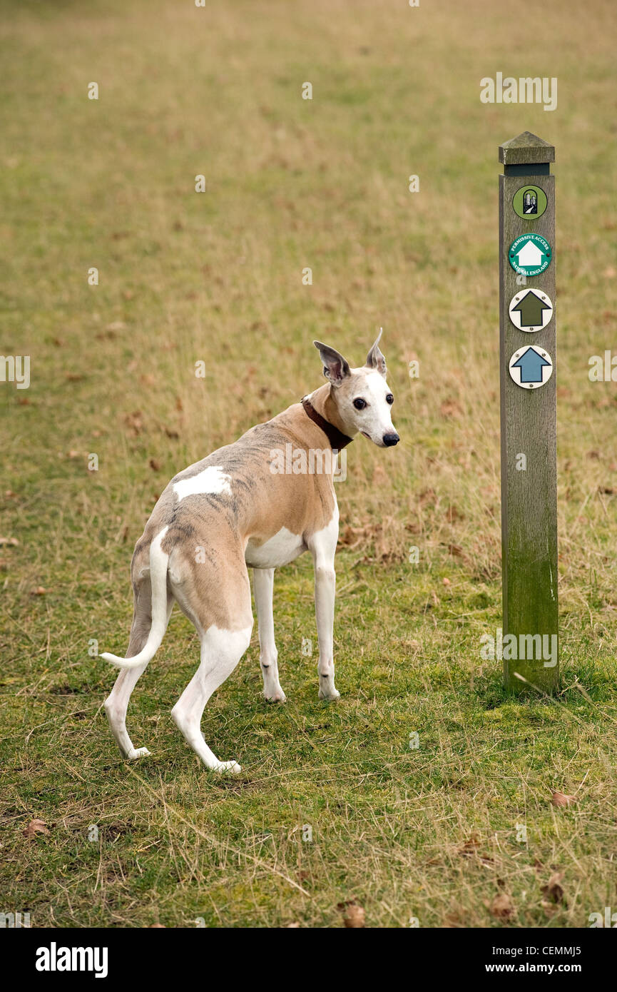Whippet foot hi res stock photography and images Alamy