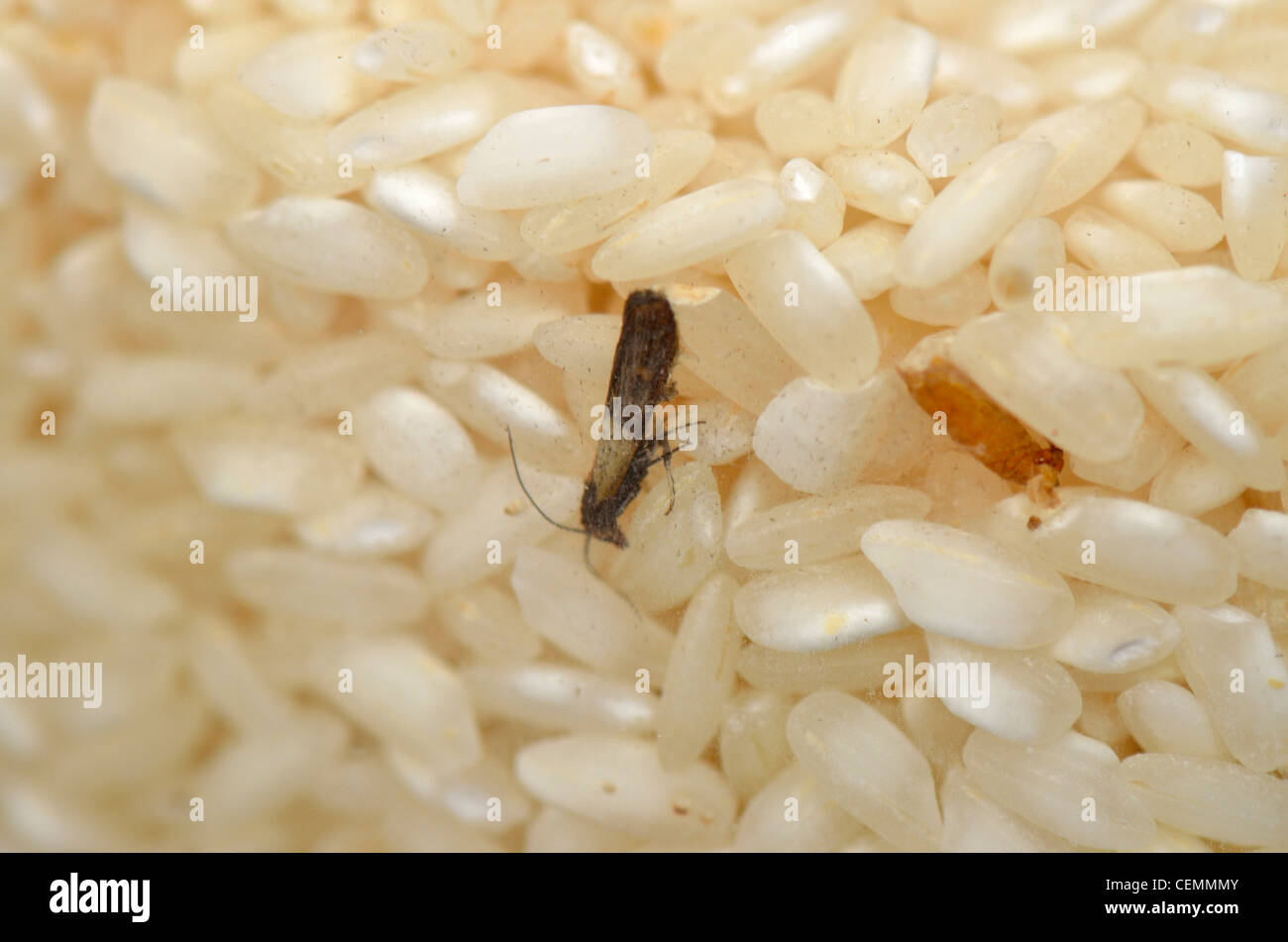 Steamfly in a rice bowl, Vorratsschädling Stock Photo