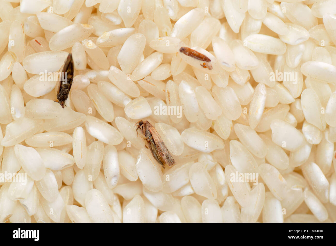 Steamfly in a rice bowl, Vorratsschädling Stock Photo