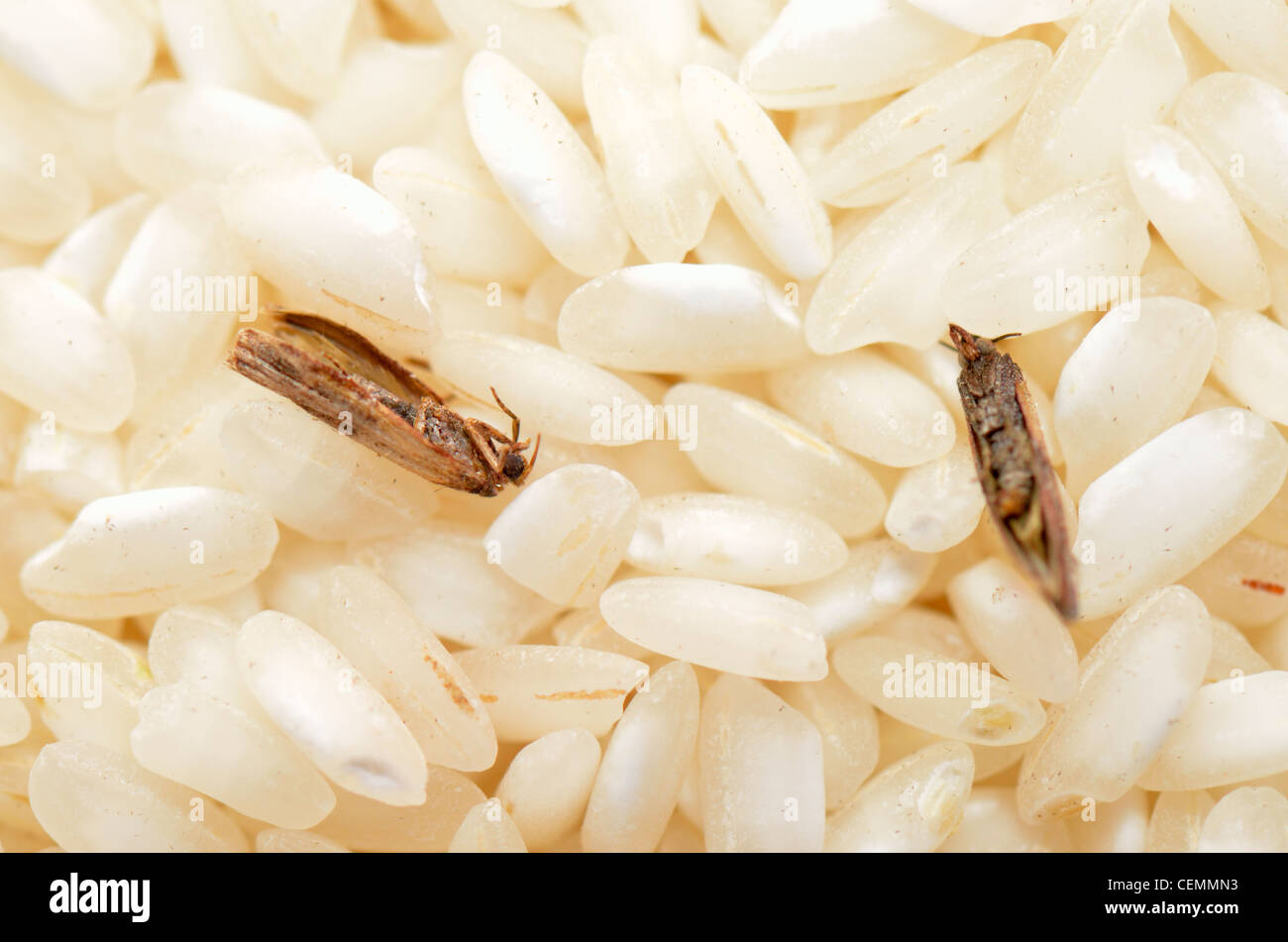 Steamfly in a rice bowl, Vorratsschädling Stock Photo