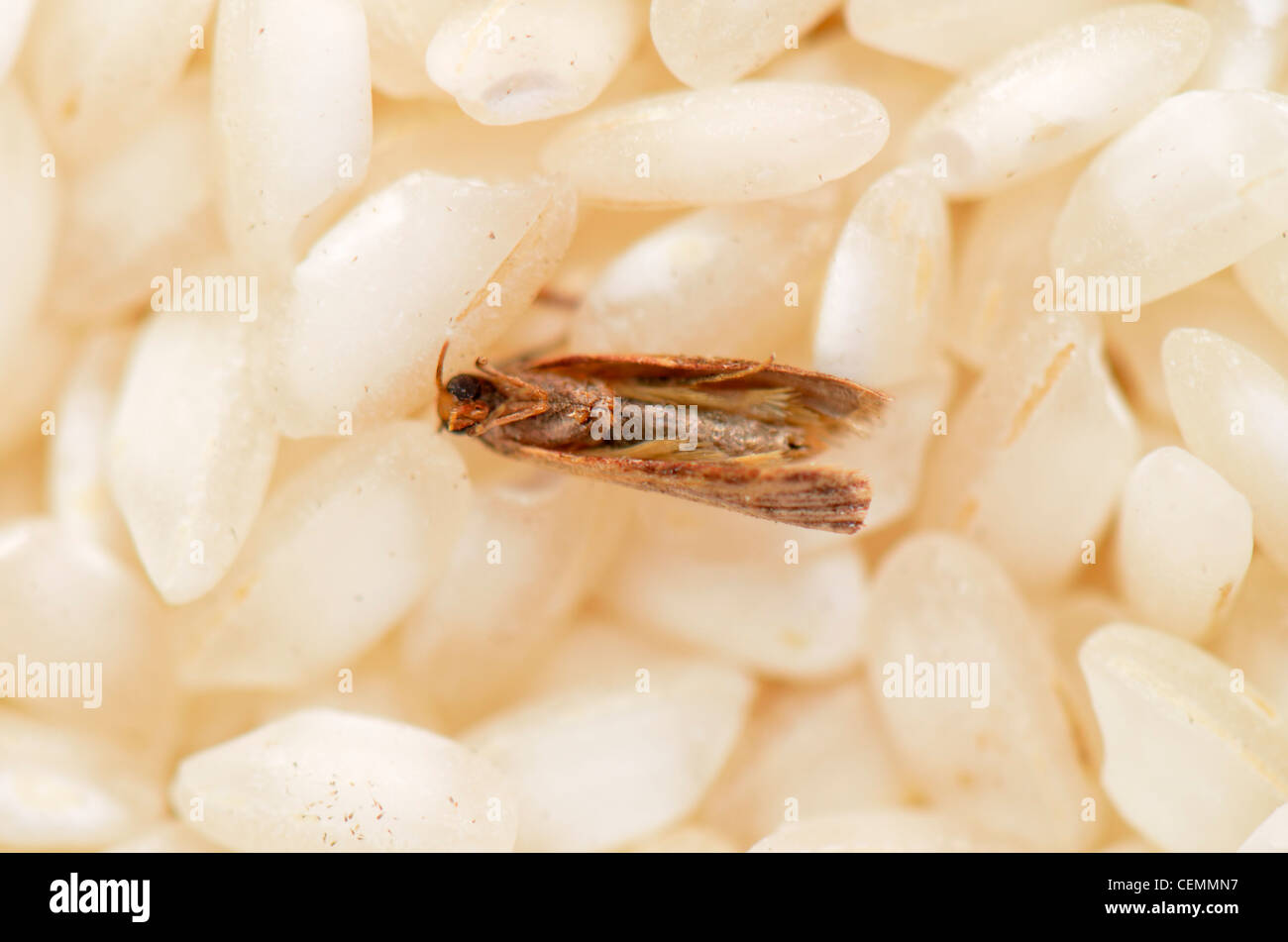 Steamfly in a rice bowl, Vorratsschädling Stock Photo