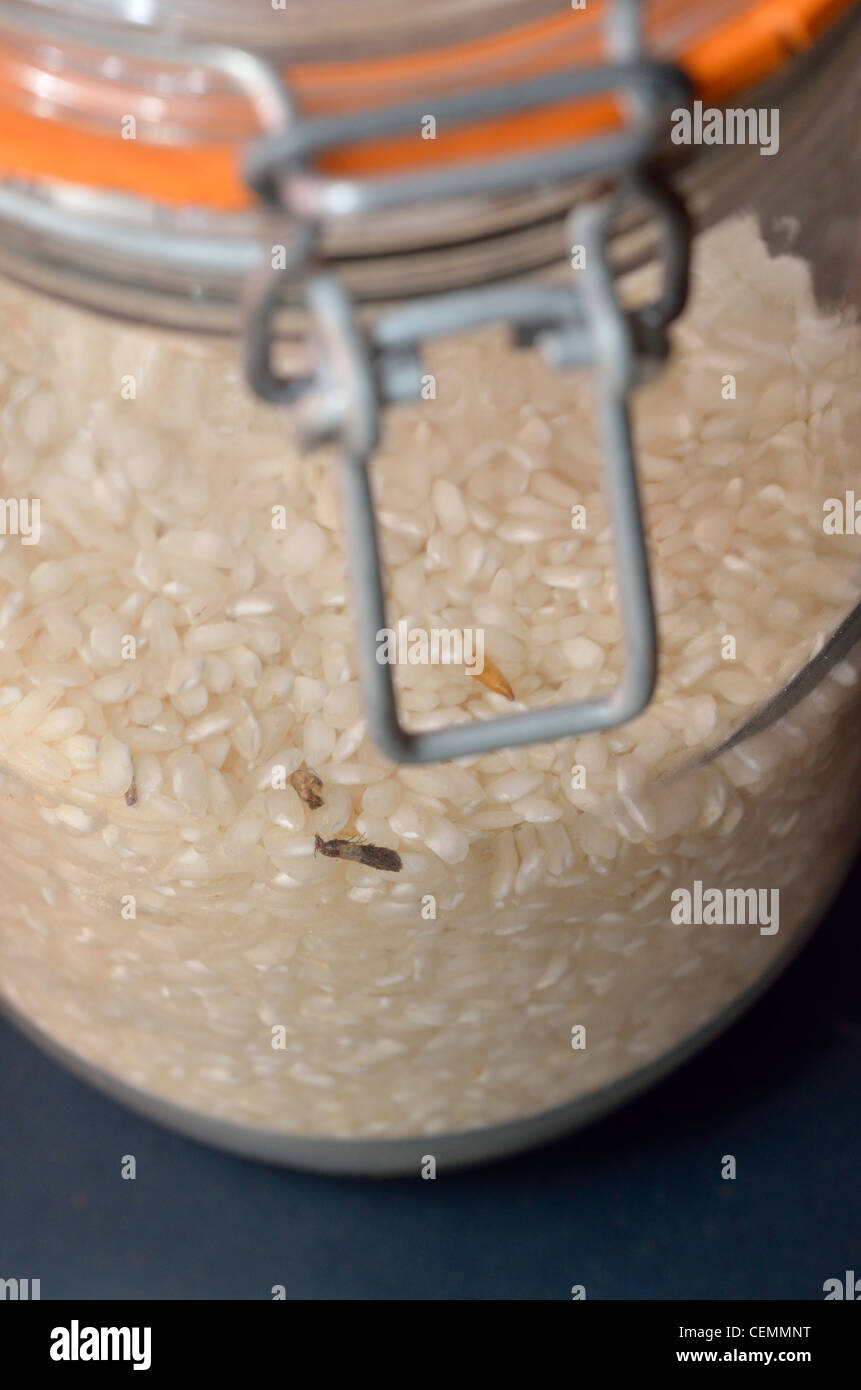 Steamfly in a rice bowl, Vorratsschädling Stock Photo