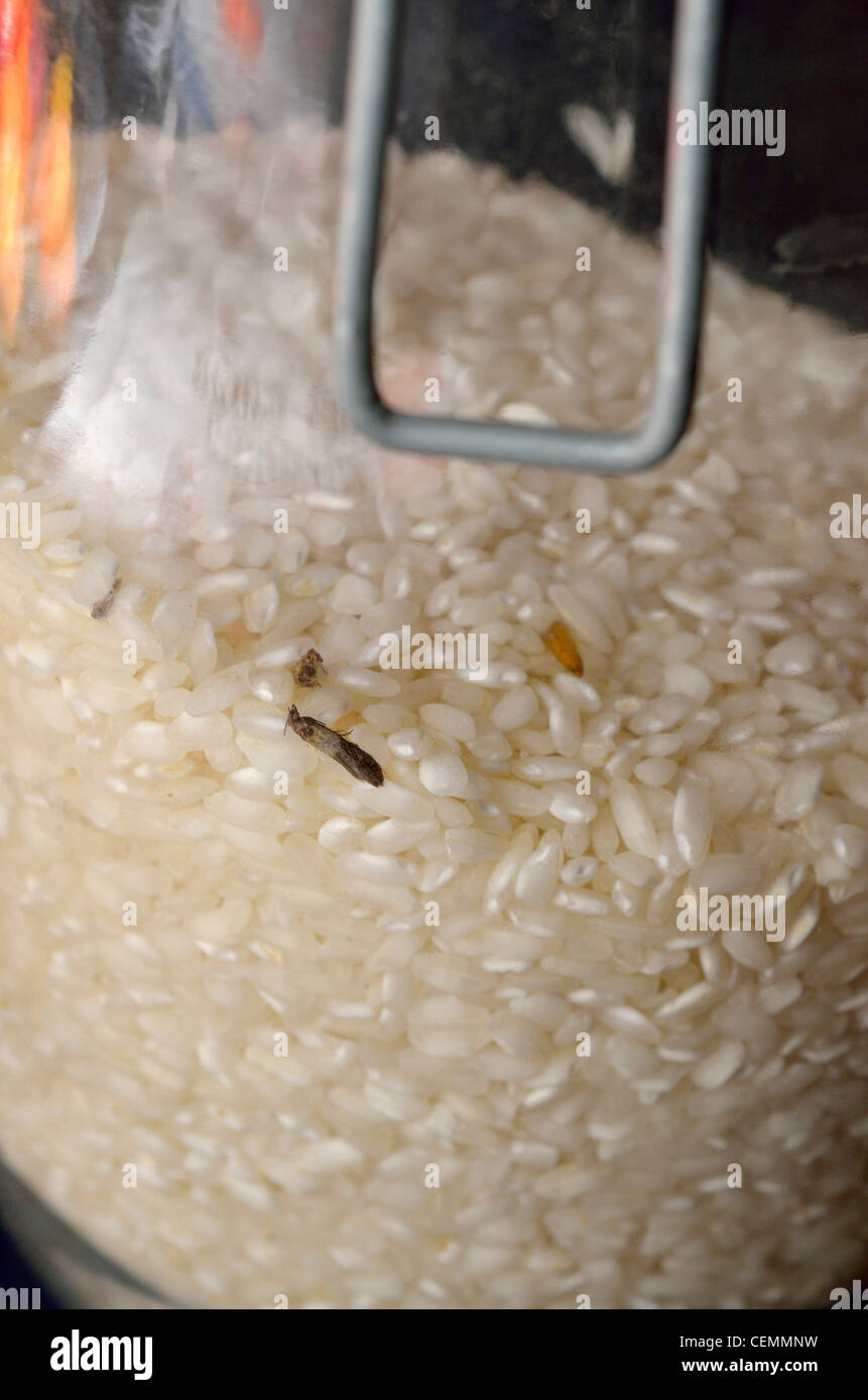 Steamfly in a rice bowl, Vorratsschädling Stock Photo