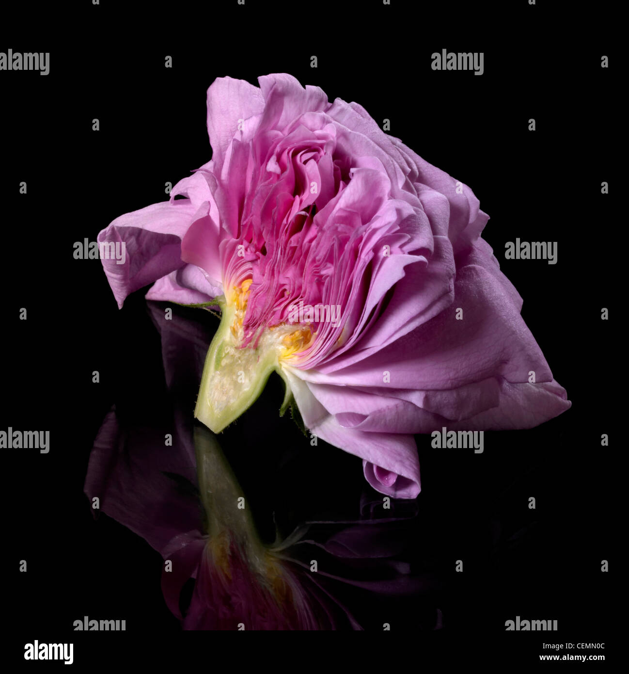 studio photography showing a halved pink rose in black reflective back Stock Photo