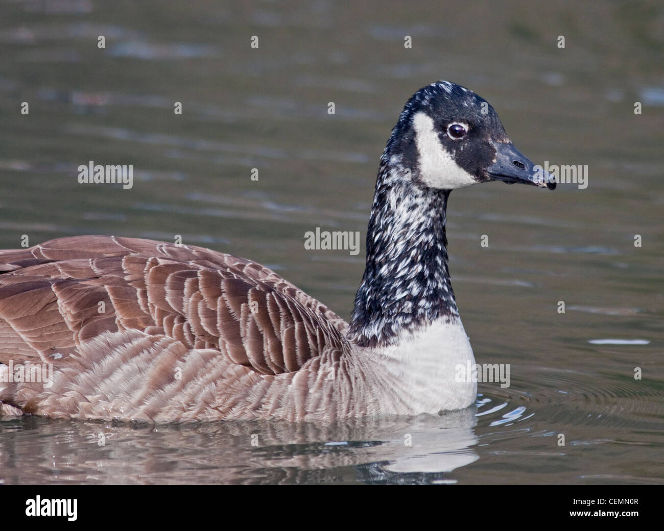 Juvenile canada geese hi-res stock photography and images - Alamy