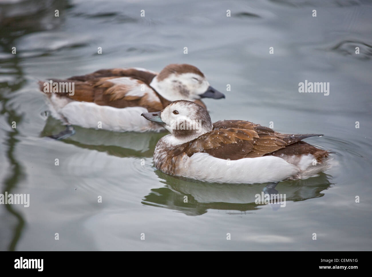 Long Tailed Ducks (clangula hyemalis) female Stock Photo