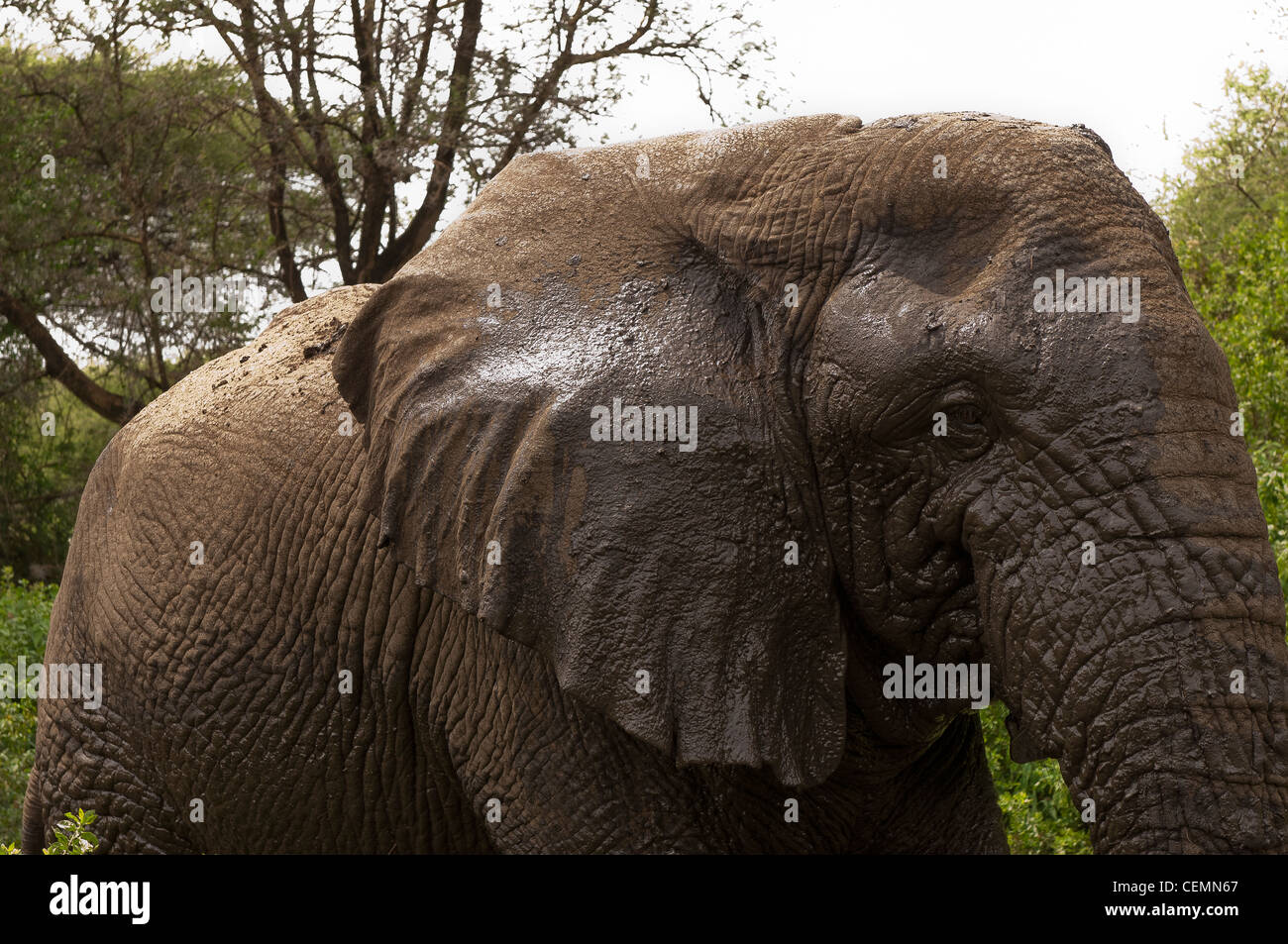 Portrait of an Elephant Stock Photo