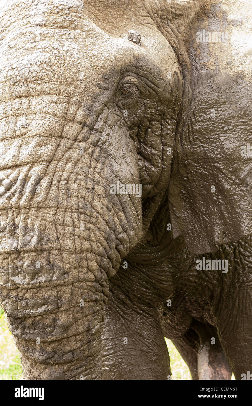Close up an Elephant Stock Photo