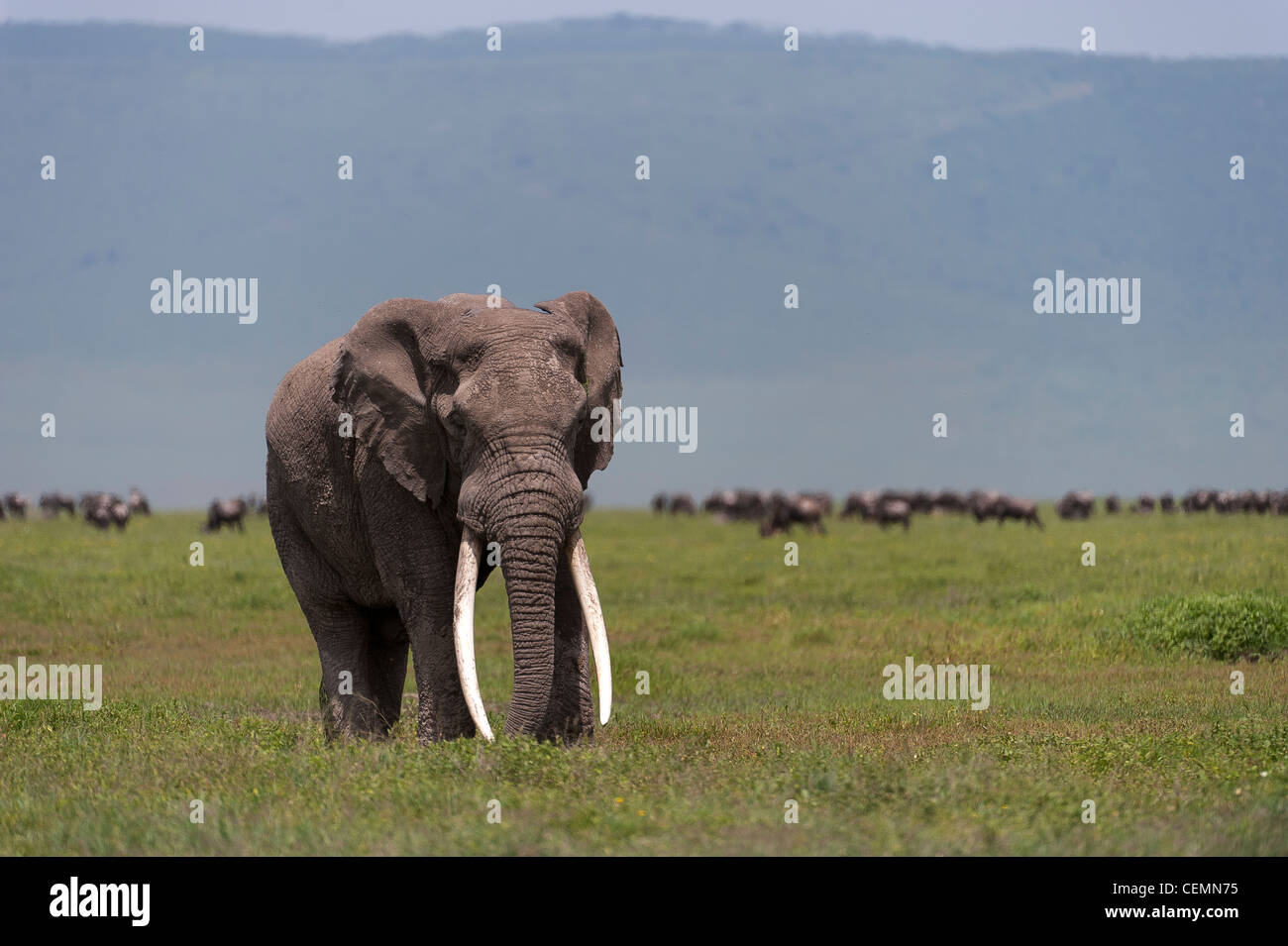 Portrait of an Elephant on the Serengeti Stock Photo