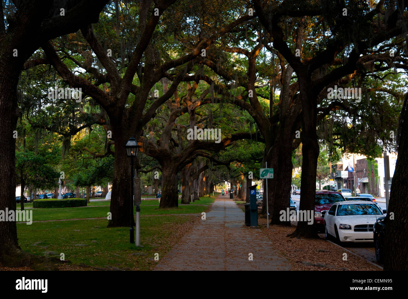 Canopy of southern live oak trees in Savannah, GA Stock Photo Alamy
