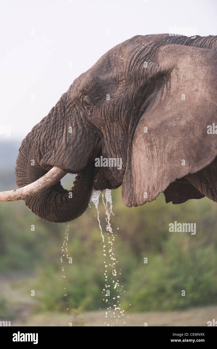 Elephant Drinking Stock Photo