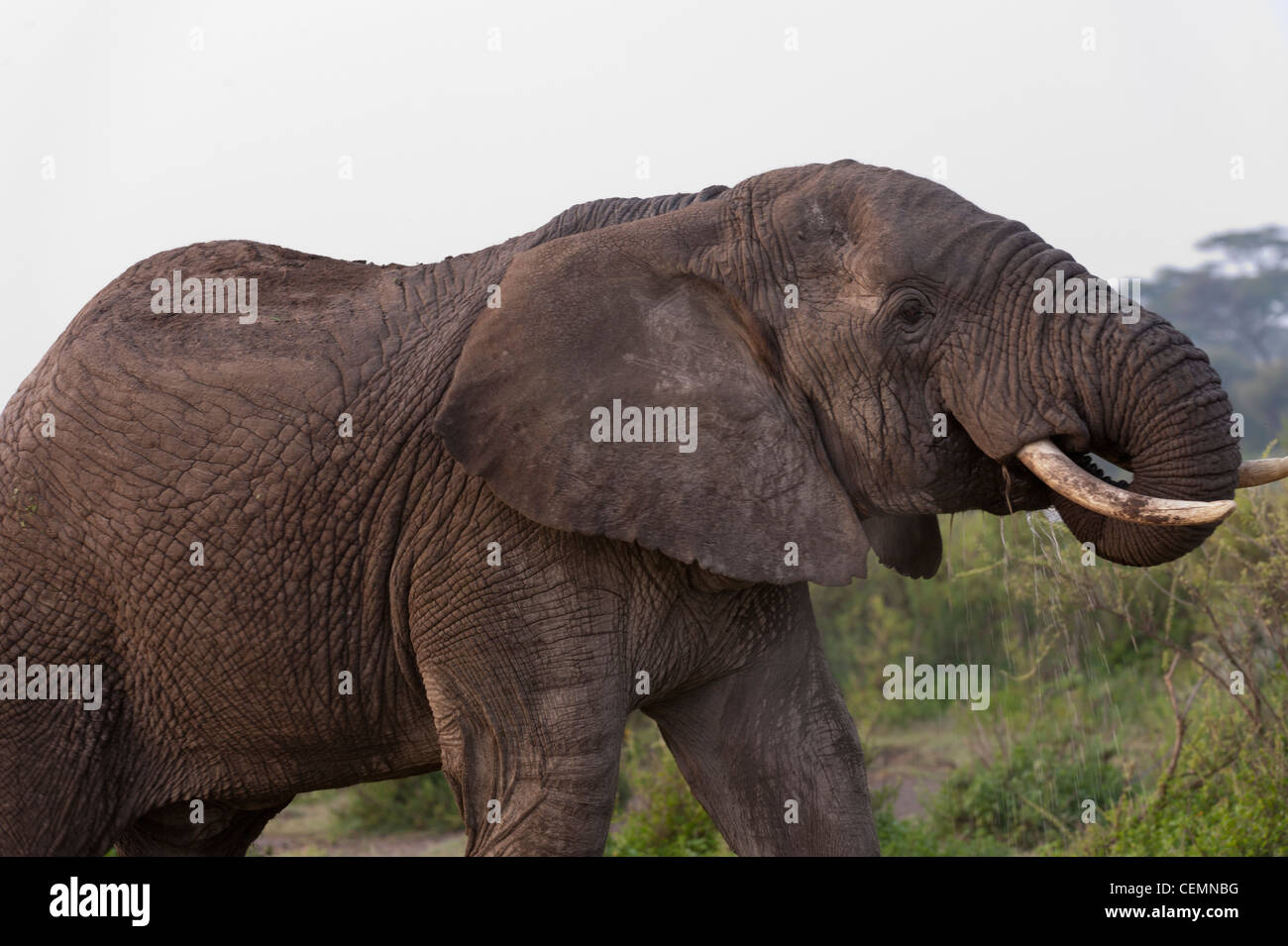 Elephant Feeding Stock Photo