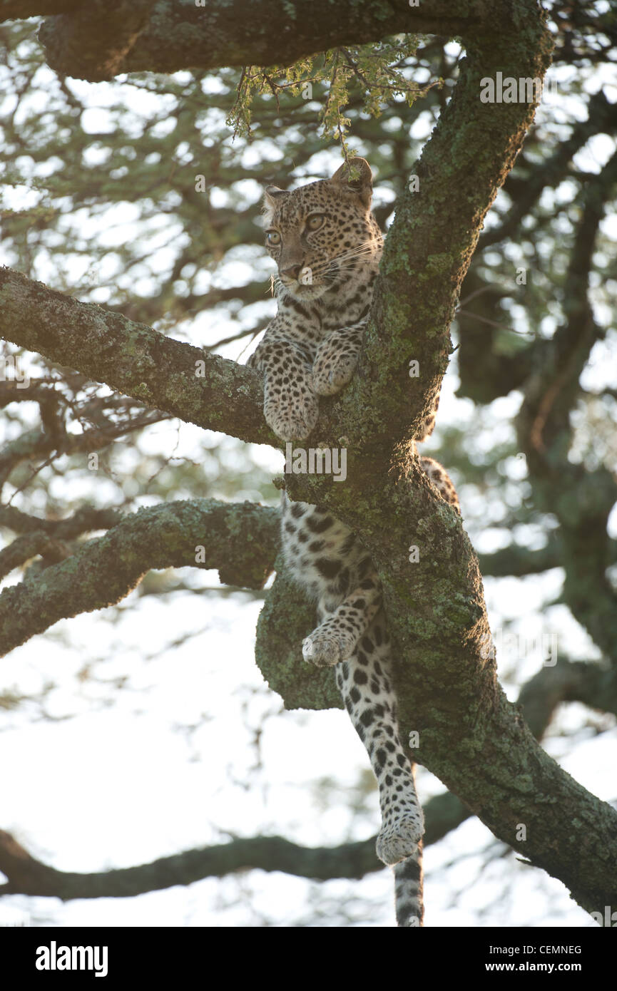Leopard in a Tree Stock Photo