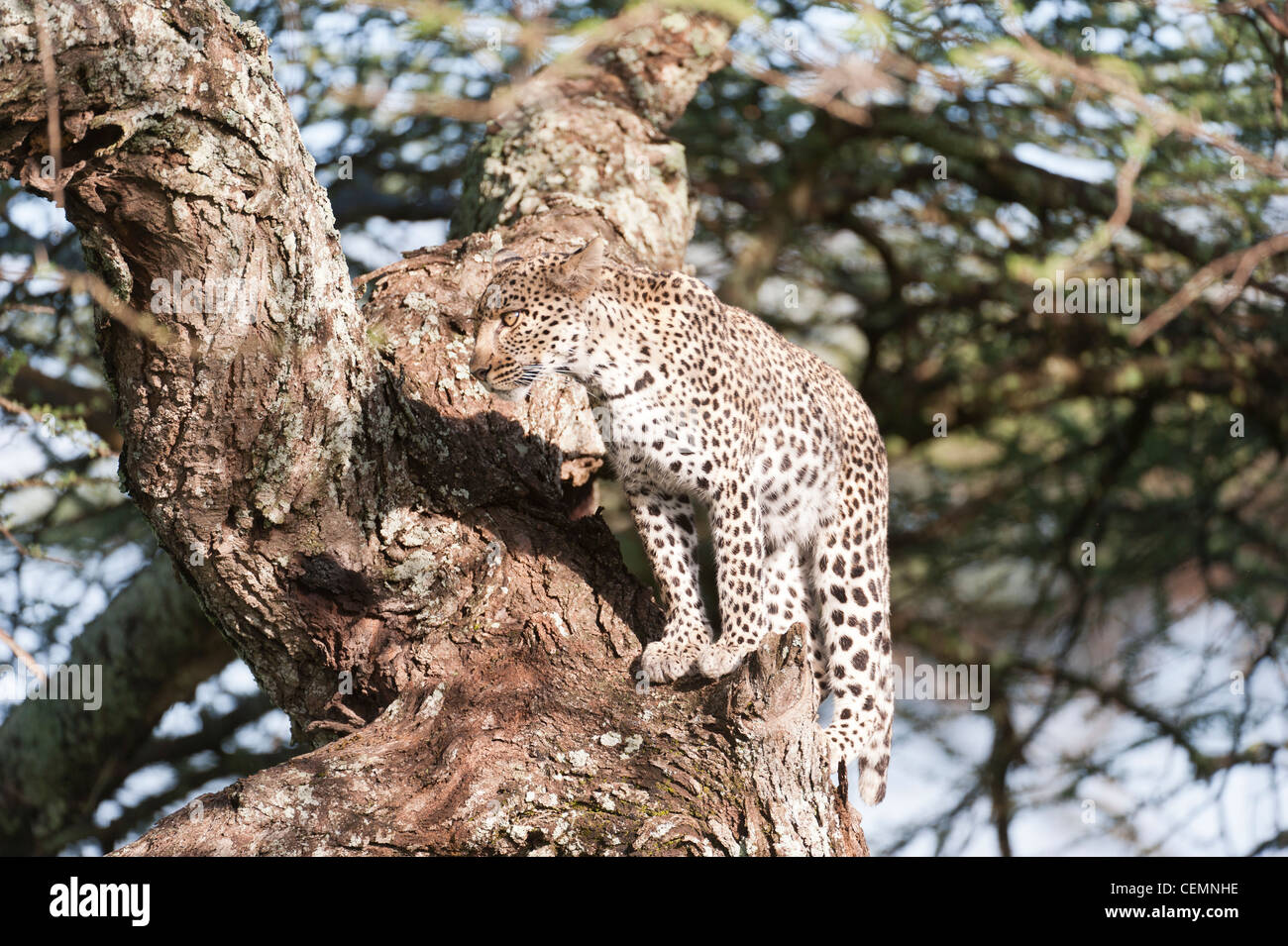 Leopard in a Tree Stock Photo