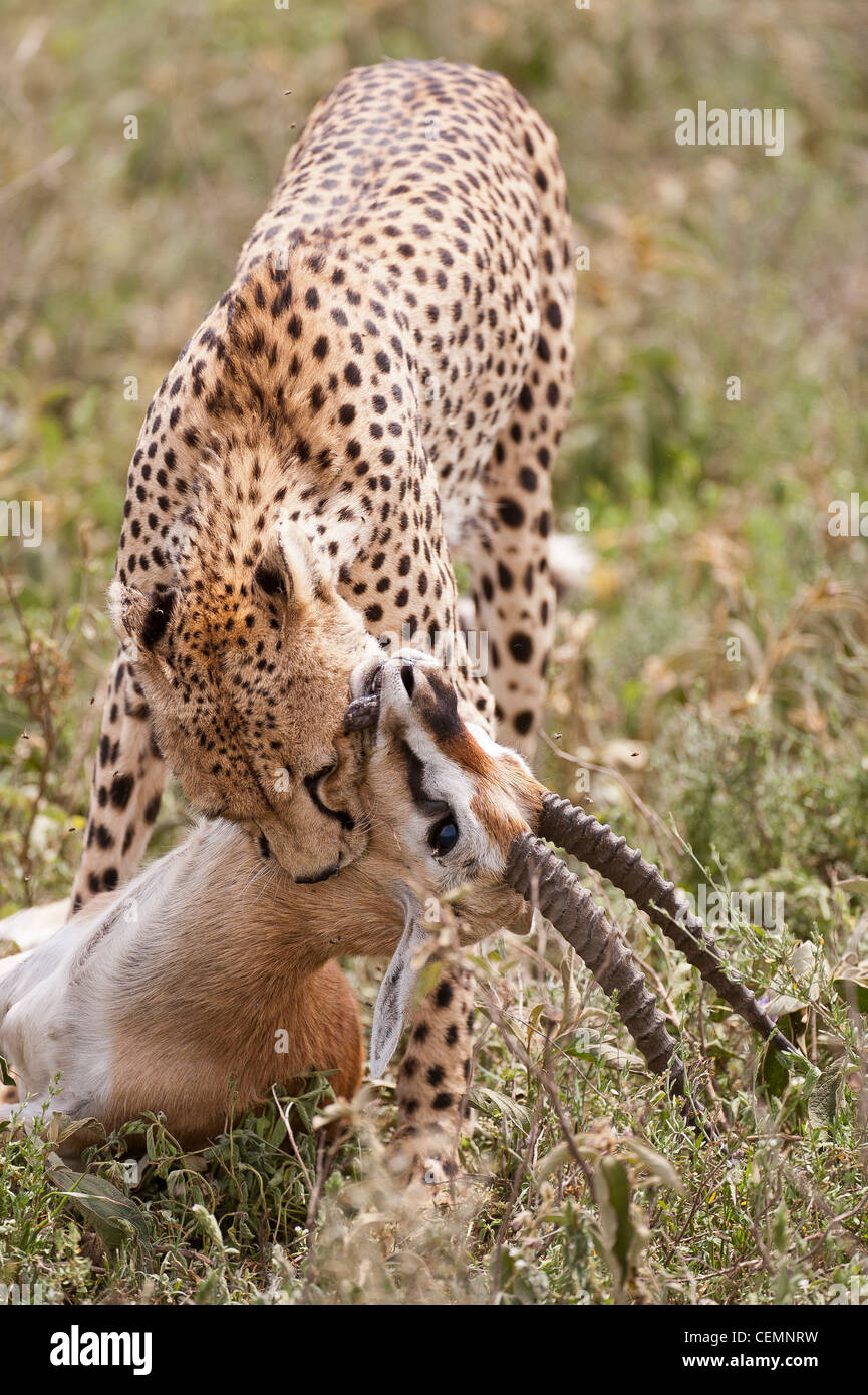 Cheetah With Kill Stock Photo