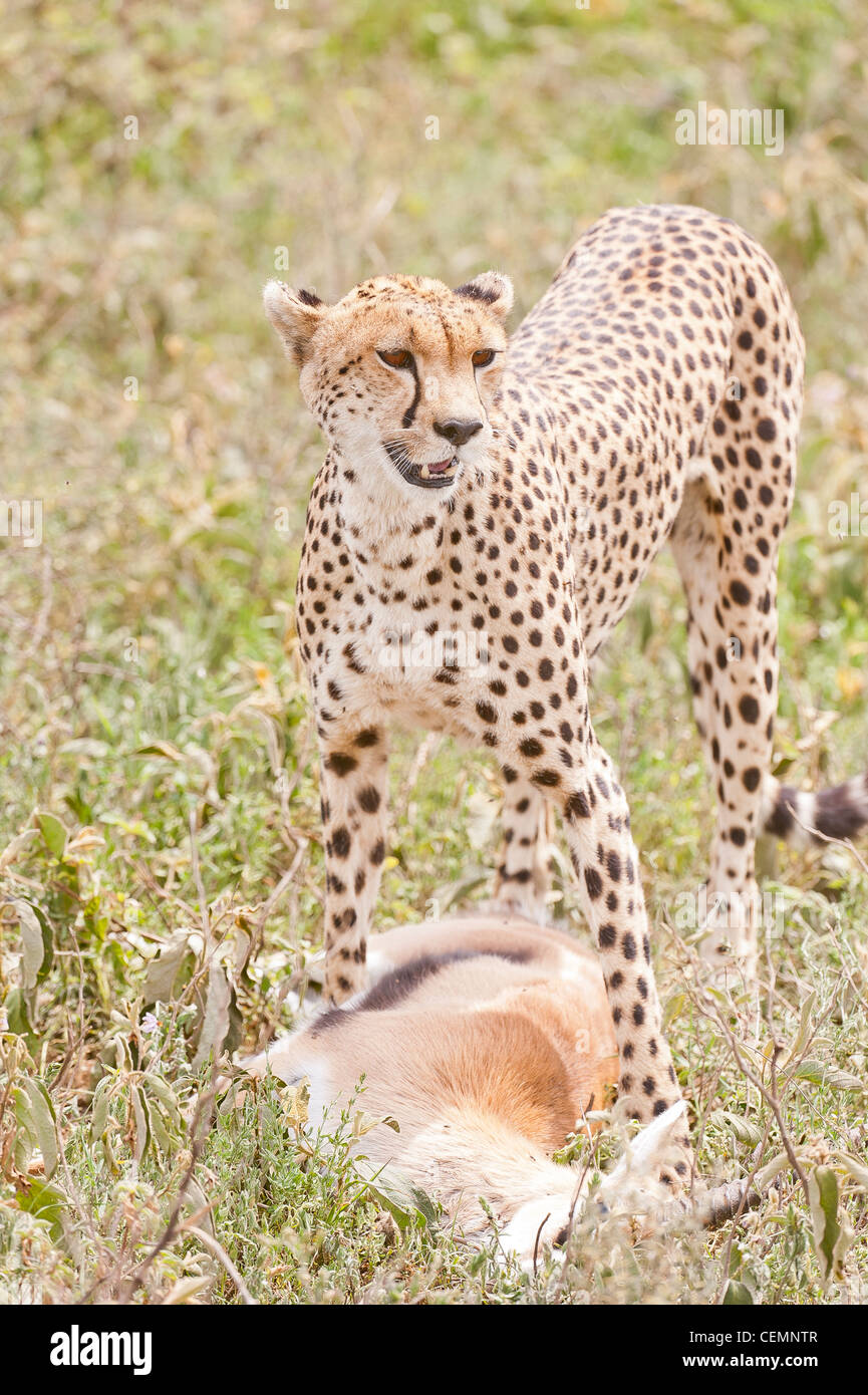 Cheetah With Kill Stock Photo