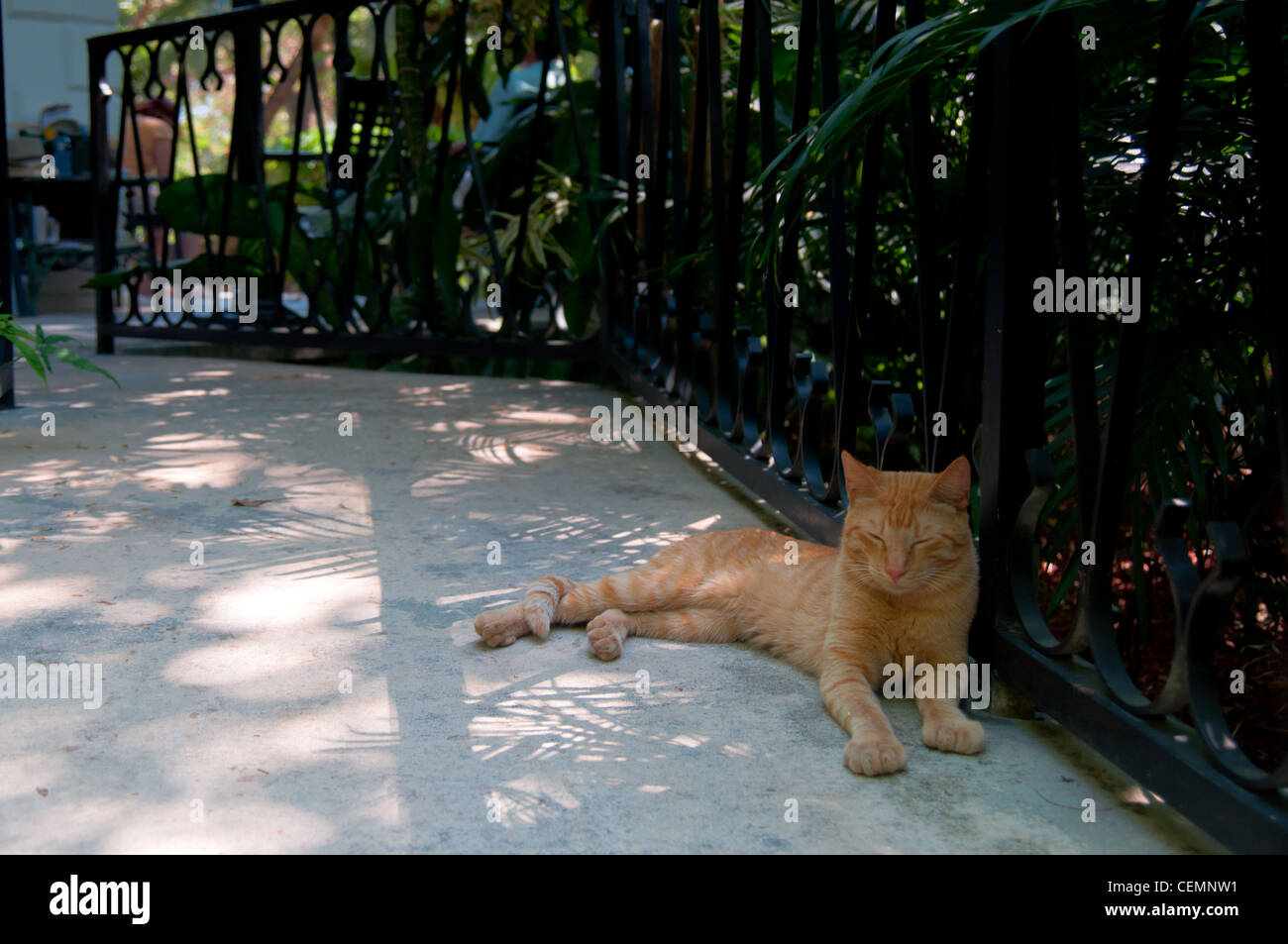 Hemingway cat in home and museum garden, Key West Stock Photo