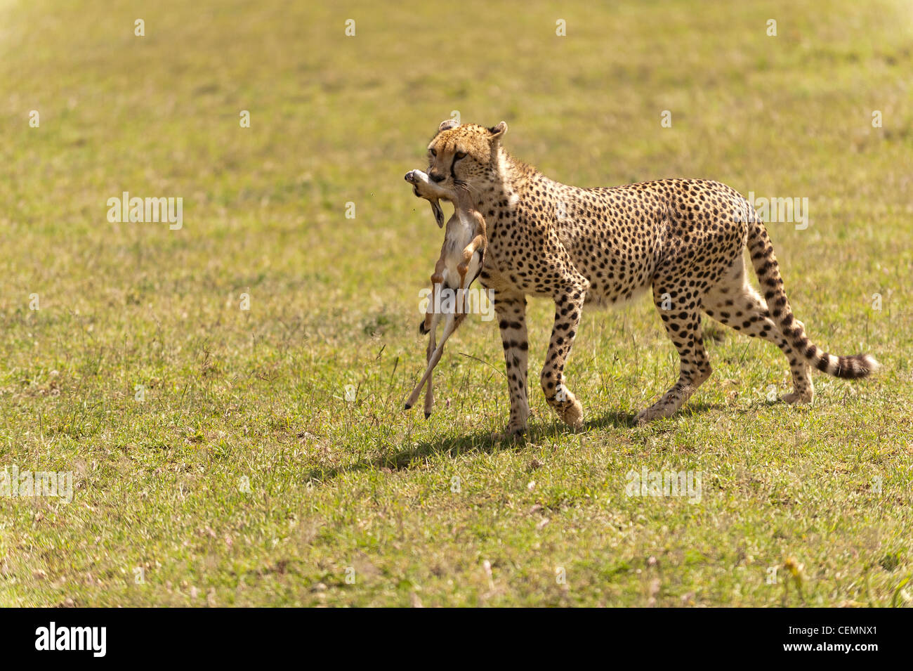 Cheetah With Gazella Stock Photo