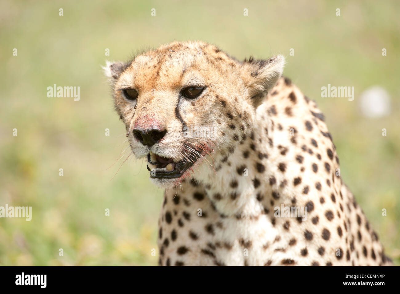 Cheetah Portrait Stock Photo