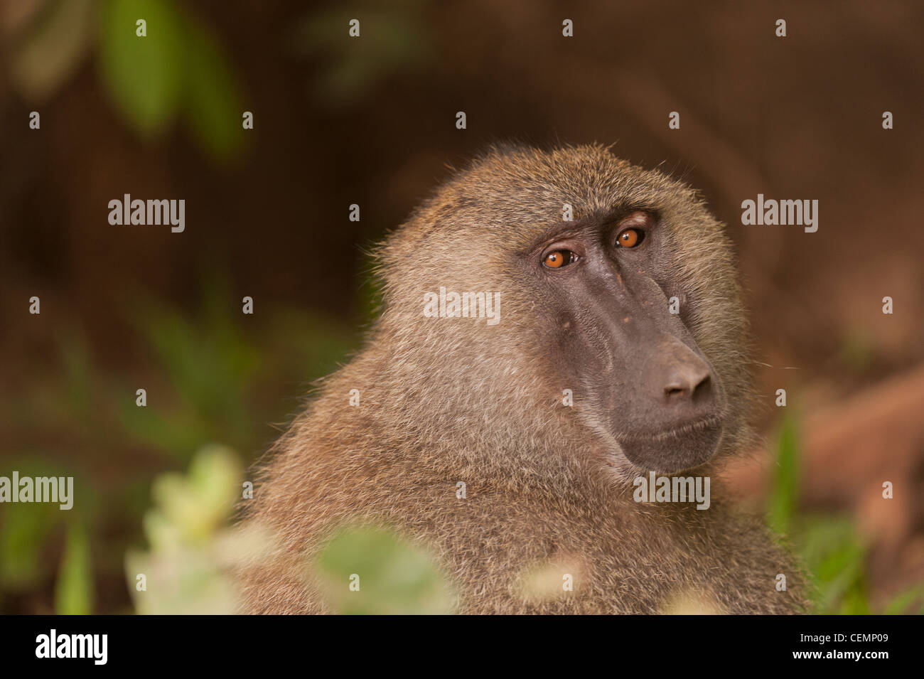 Baboon Portrait Stock Photo