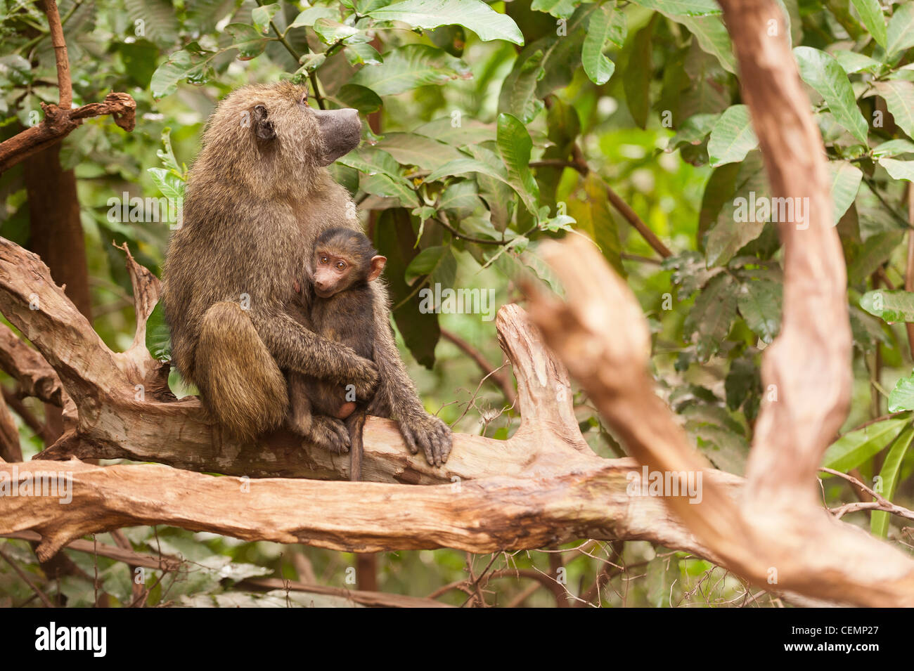 Mother and Baby Baboon Stock Photo