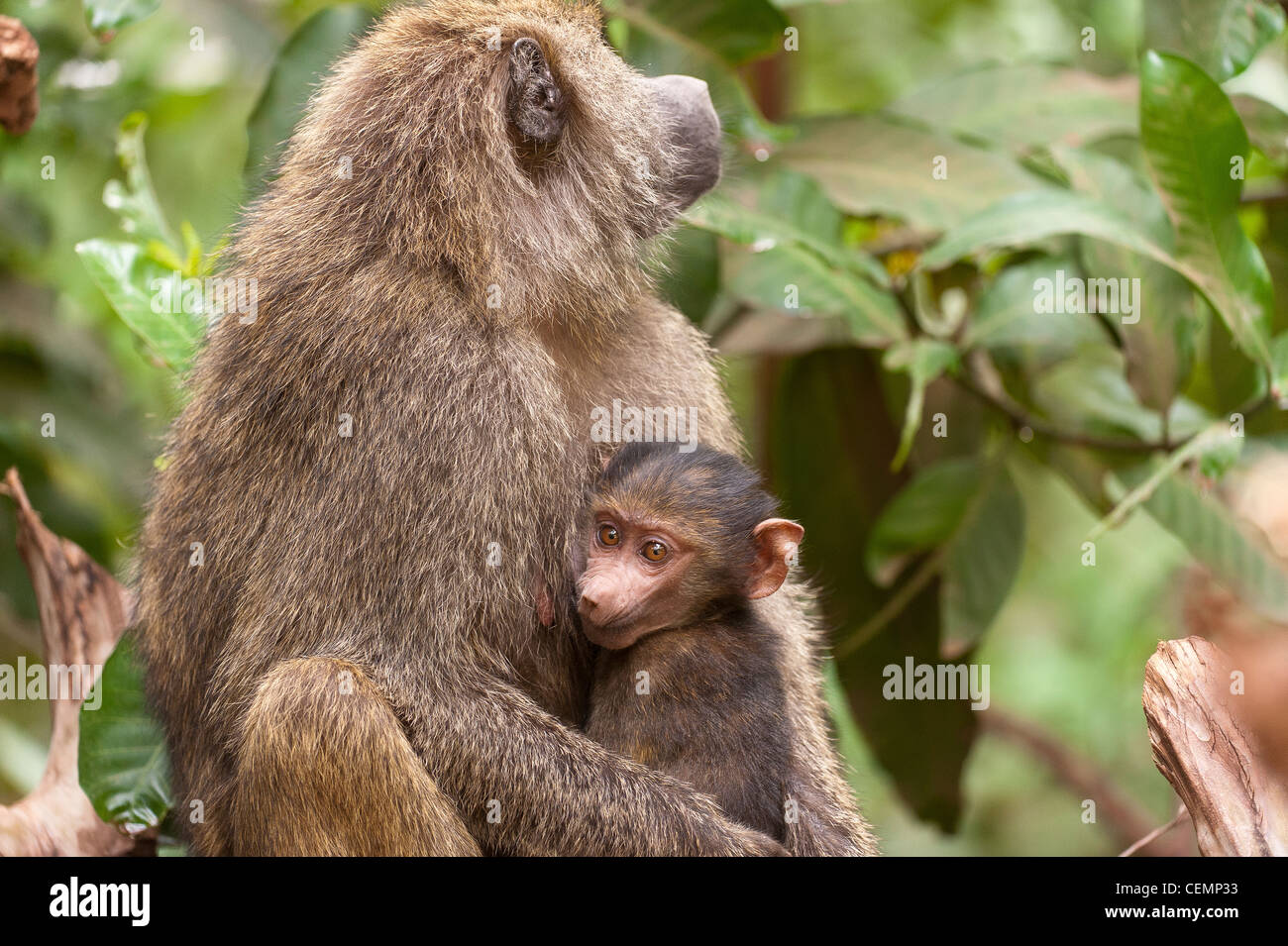 Portrait of Baboon and Child Stock Photo