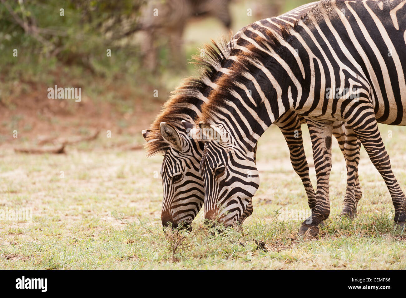 2 Zebras Grazing Stock Photo