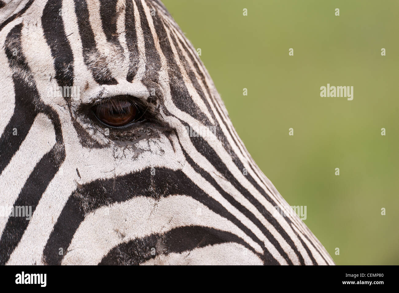 Zebra Eye Stock Photo