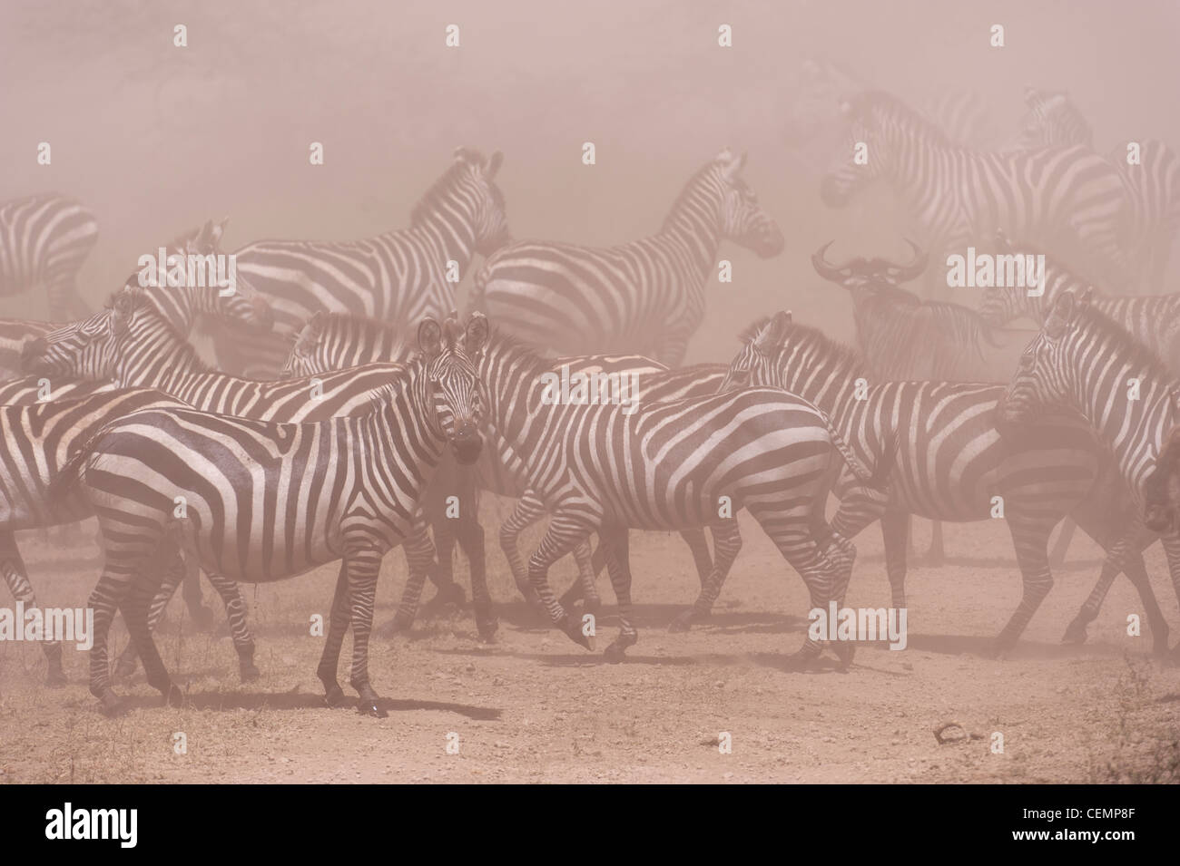 Zebra Dust Storm Stock Photo