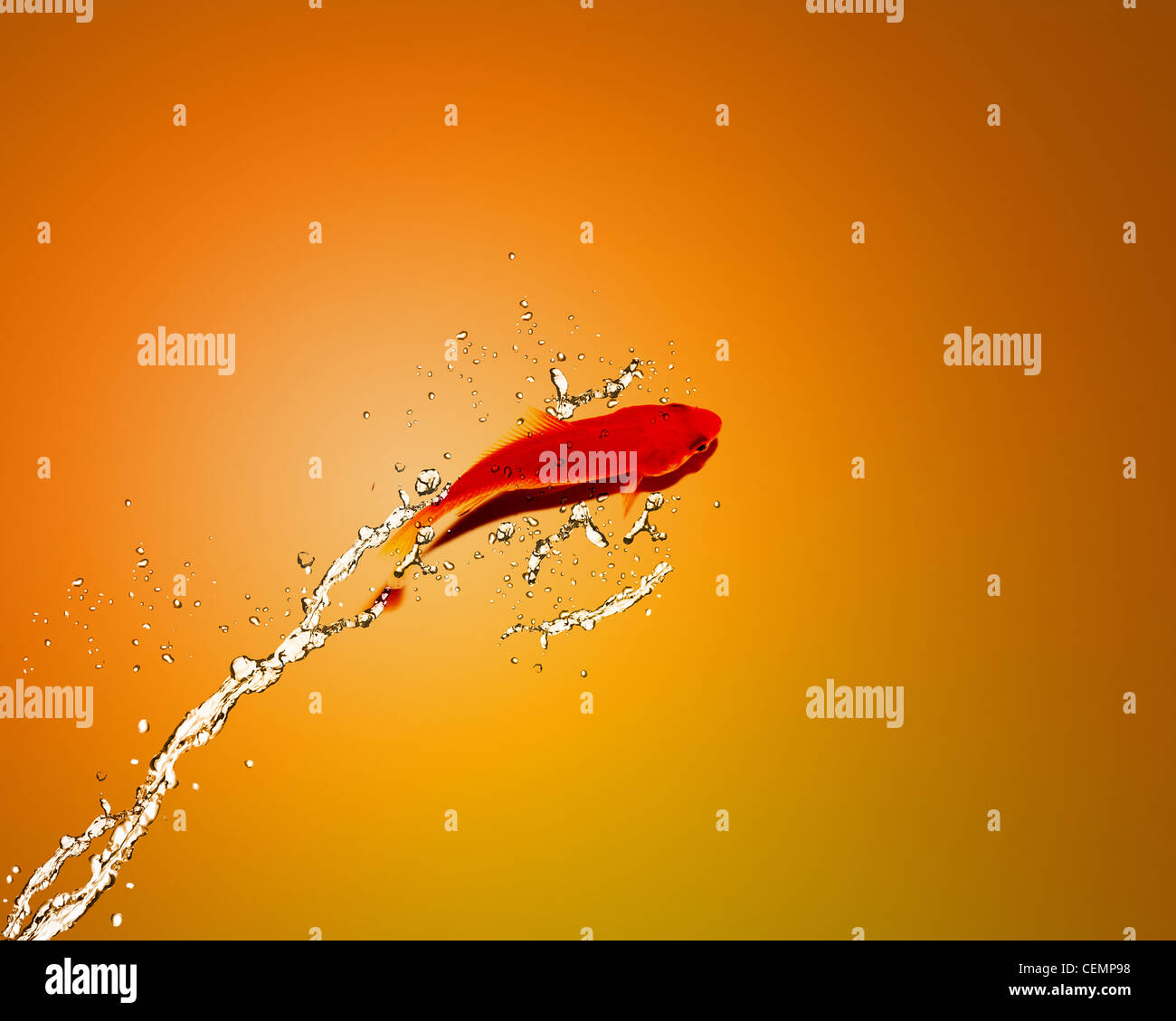Golden fish jumping out of water, Good Concept for bad luck, unlucky, risks concept. Stock Photo