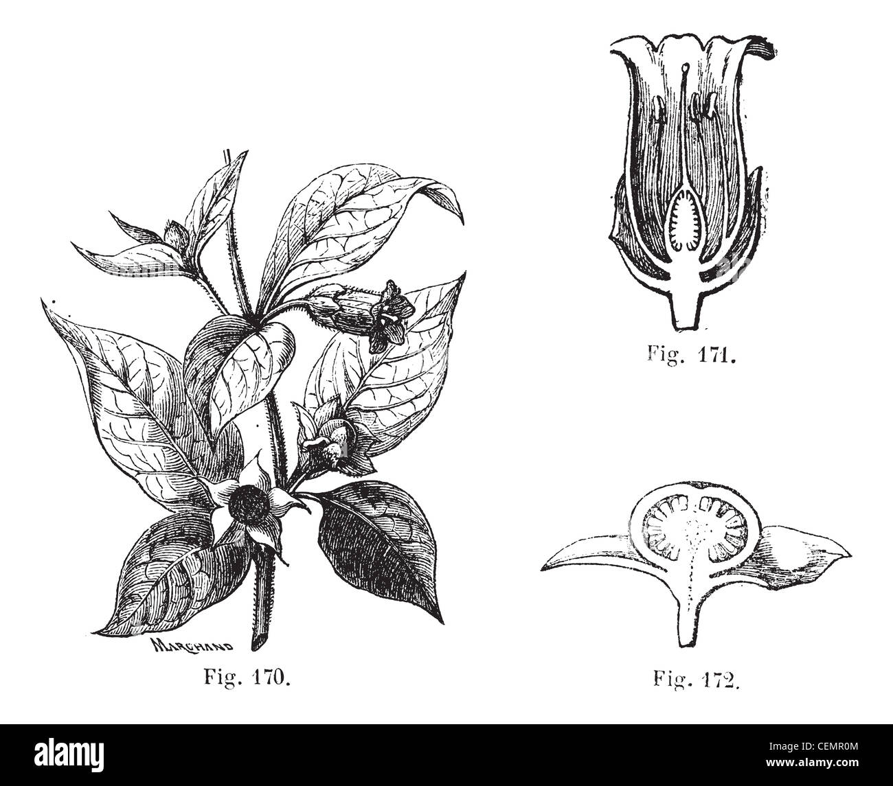 Fig. 170. Belladonna with its leaves, its flowers and fruits. Fig. 171. Cut flower of belladonna. Fig. 172. Cutting the fruit of belladonna, vintage engraved illustration. Atropa belladonna or Atropa bella-donna or Devil's Berries or Death Cherries or Deadly Nightshade. Magasin Pittoresque 1875. Stock Photo