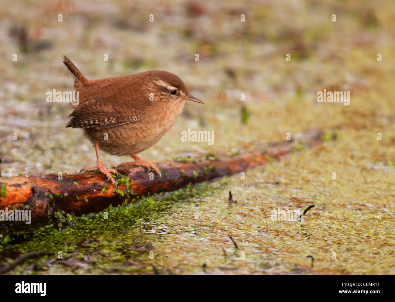 Wren, Troglodytes troglodytes, looking for insects around woodland pond Stock Photo