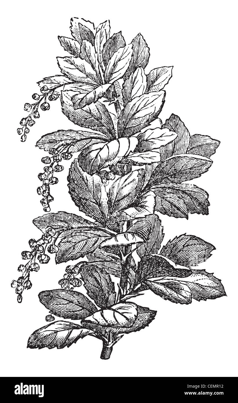 Fig. 173. Berberis or barberries or pepperidge bushes, vintage engraved illustration. Magasin Pittoresque 1875. Stock Photo