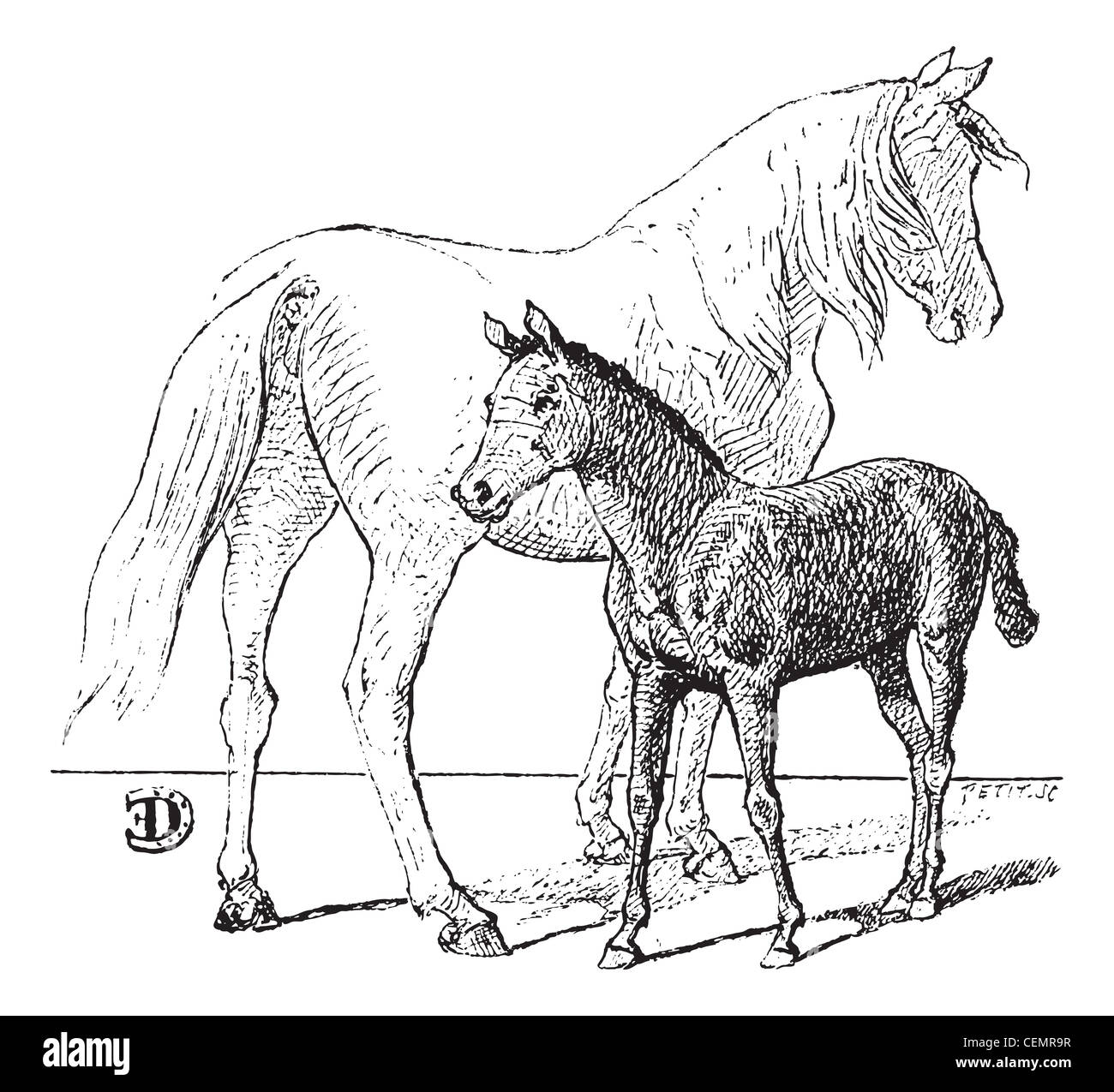 Foal, vintage engraved illustration. Dictionary of words and things - Larive and Fleury - 1895. Stock Photo