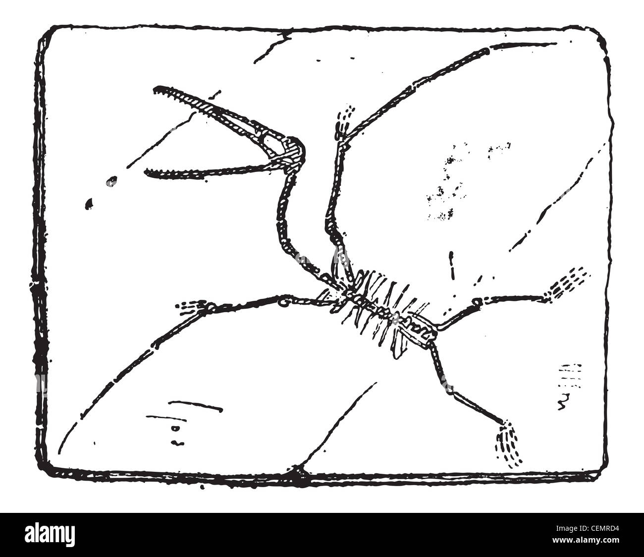 Pterodactyl Cut Out Stock Images & Pictures - Alamy