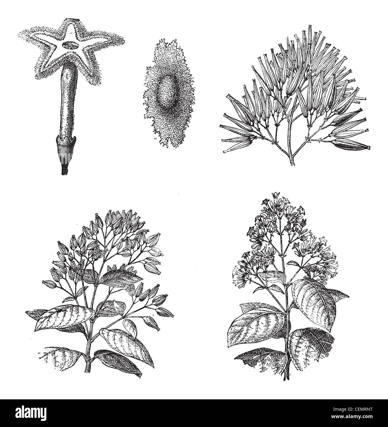 Old engraved illustration of three different species of Cinchona plant, 1,2) Flower and seed of Cinchona Calisaya, 3) Fruits of Cinchona Succirubra, 4,5) Flowering branches and Fruiting shoots of Cinchona officinalis are isolated on a white background. Dictionary of words and things - Larive and Fleury ? 1895 Stock Photo