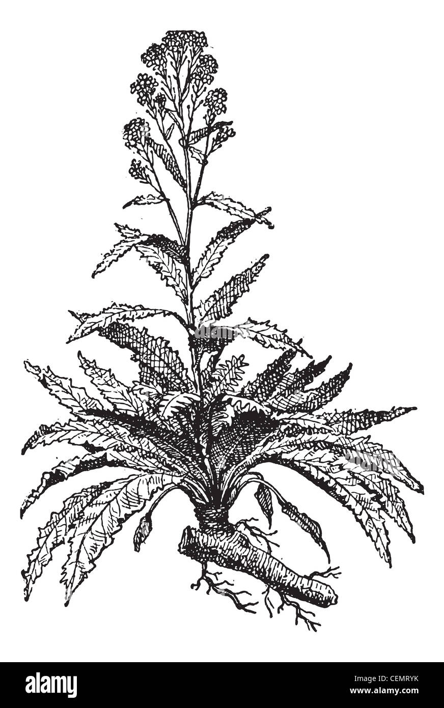 Old engraved illustration of Horseradish or Armoracia rusticana or Cochlearia armoracia isolated on a white background. Dictionary of words and things - Larive and Fleury ? 1895 Stock Photo