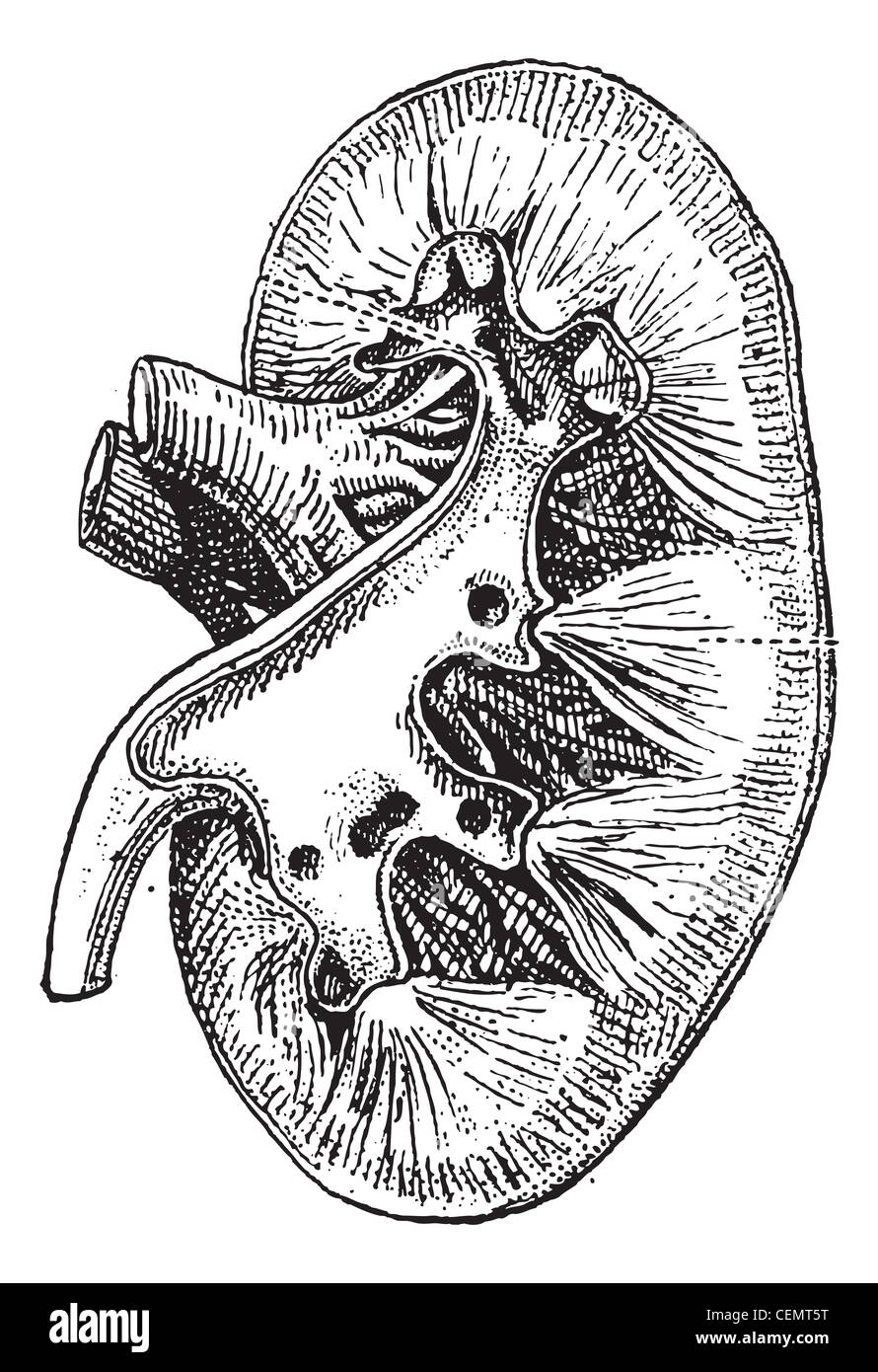 Human Kidneys Anatomy Vector & Photo (Free Trial) | Bigstock