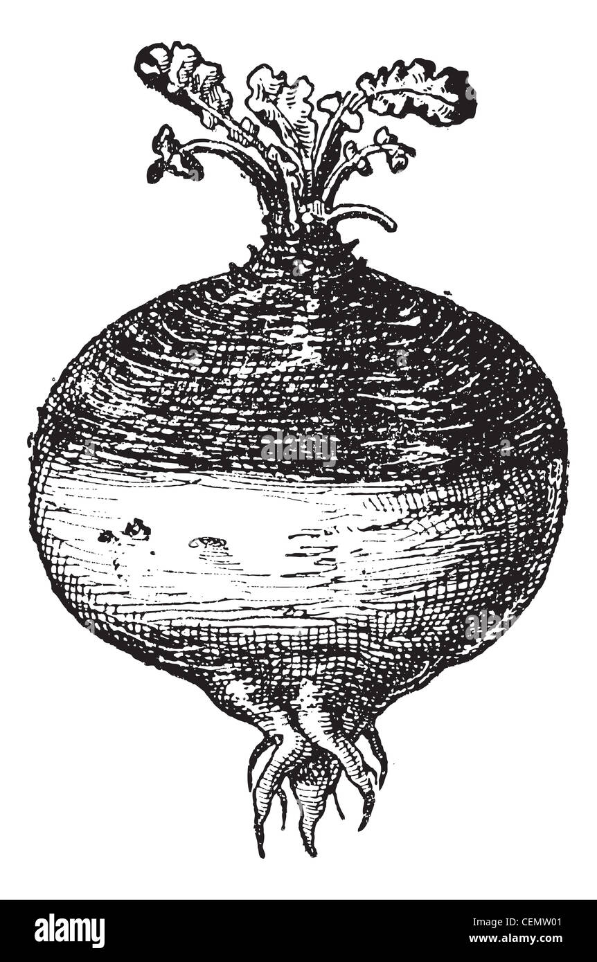 Rutabaga or Swede (Swedish turnip) or turnip or yellow turnip (Brassica napobrassica), vintage engraved illustration. Dictionary of words and things - Larive and Fleury - 1895. Stock Photo