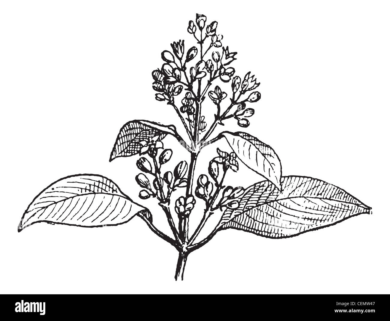 Sandalwood leaves and buds, vintage engraved illustration. Dictionary of words and things - Larive and Fleury - 1895. Stock Photo