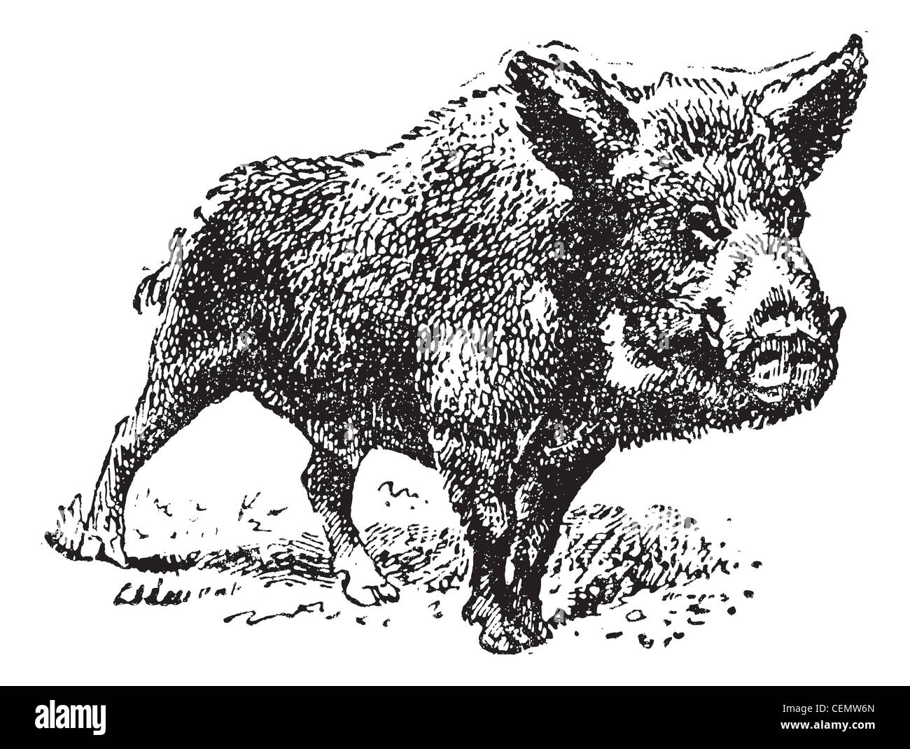 Wild boar vector illustration for New Year's card Stock Vector. 