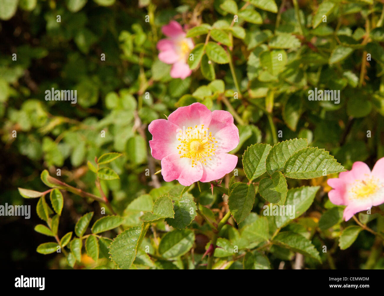 Closeup of pink Rosa canina (Dog Rose) flowers Stock Photo - Alamy