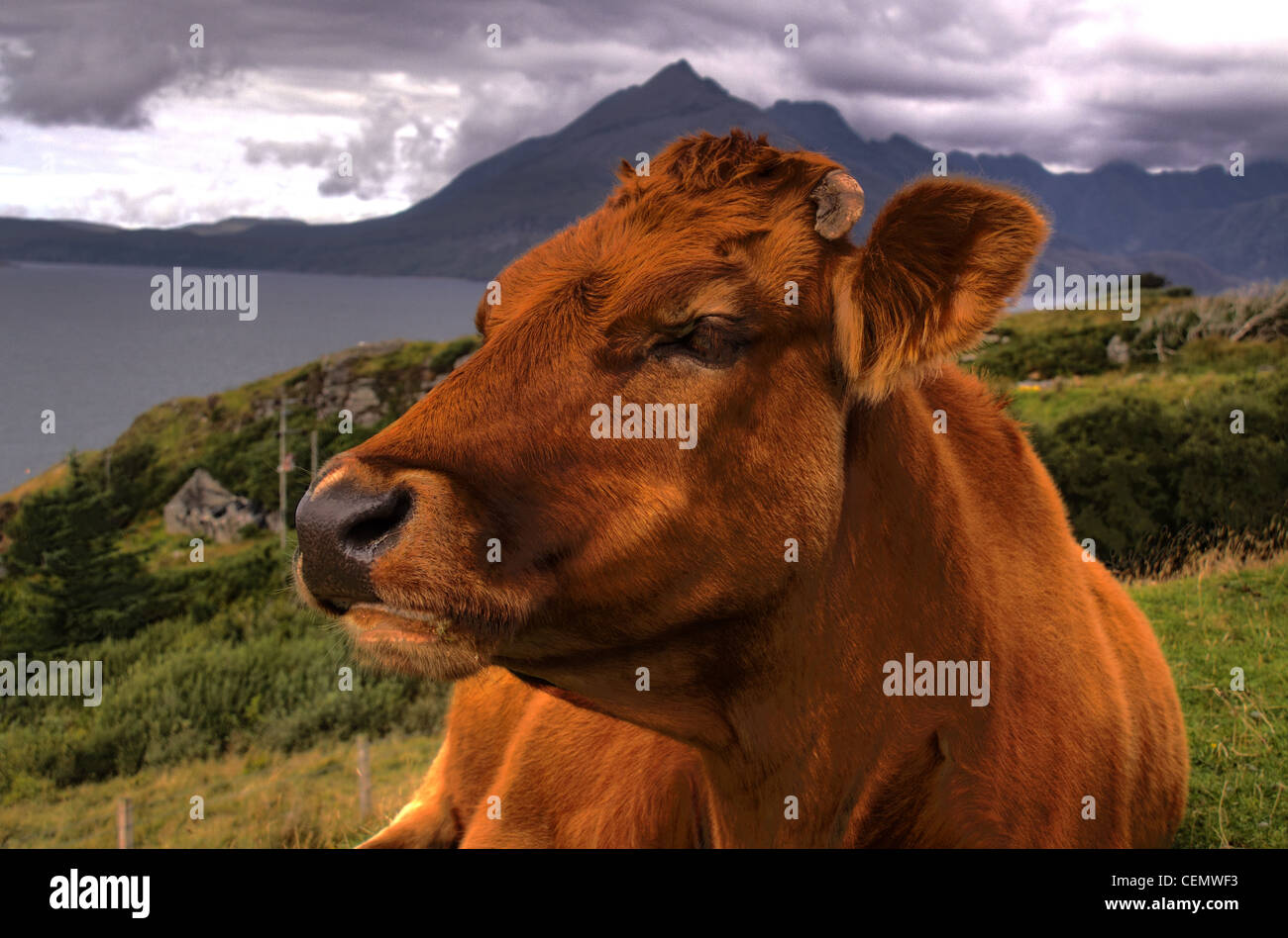 Brown Cow in isle of Skye, island, Scotland Hebrides, UK Stock Photo