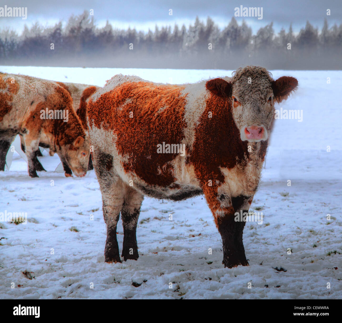 Brown and White Highland Cow near Dalkeith Palace, Midlothian, in ice, snow, harsh winter, Scotland, UK Stock Photo