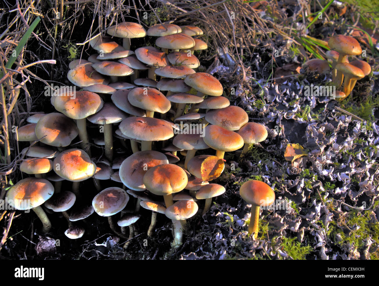 Sulphur Tuft Fungi at Grappenhall Hays walled garden, South Warrington, Cheshire, UK. Ground lying  Autumn, low sun Fall Stock Photo