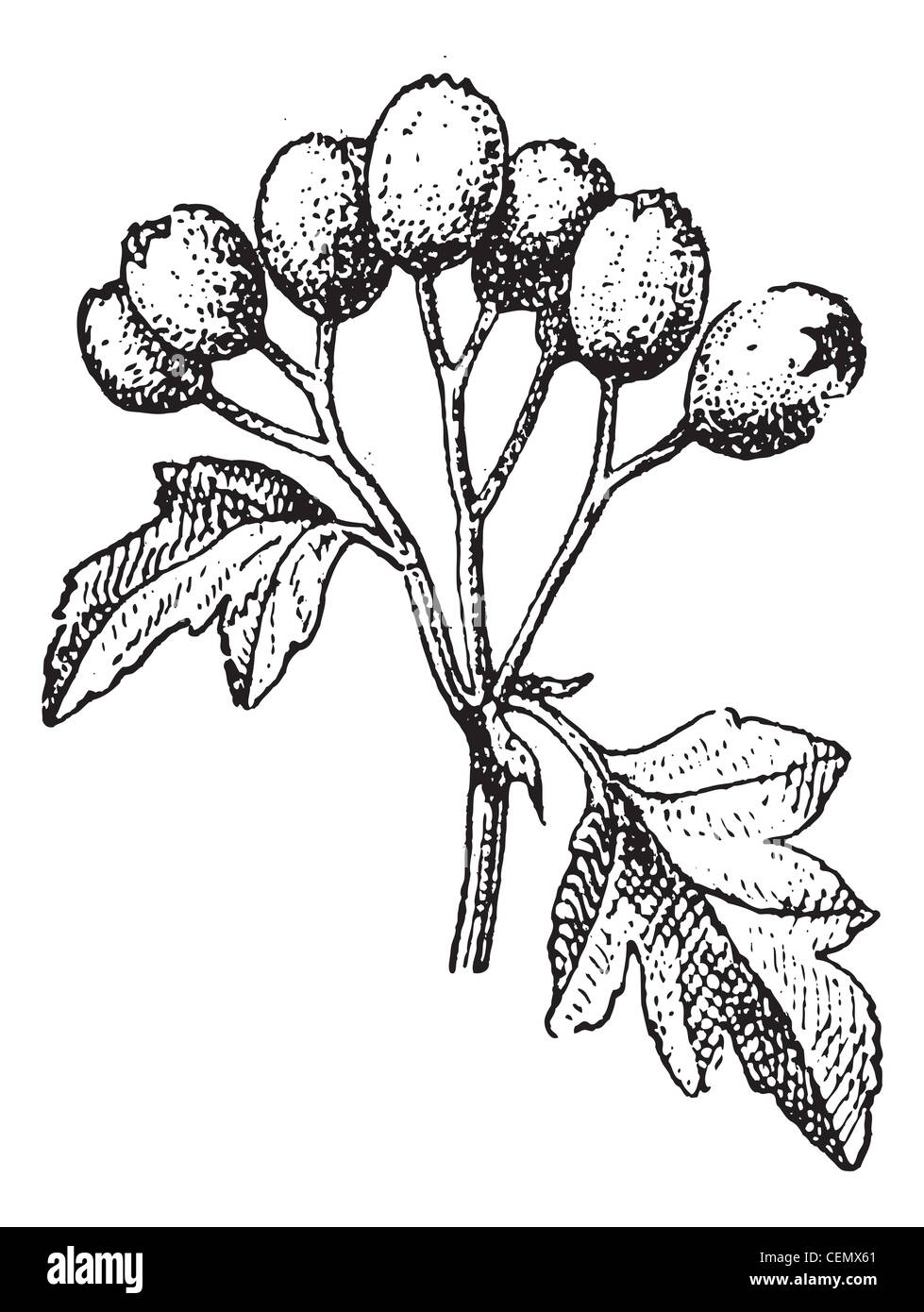 Old engraved illustration of Common hawthorn or Crataegus monogyna or single-seeded hawthorn or may or mayblossom or maythorn or quickthorn or whitethorn or motherdie or haw isolated on a white background. Dictionary of words and things - Larive and Fleury ? 1895 Stock Photo